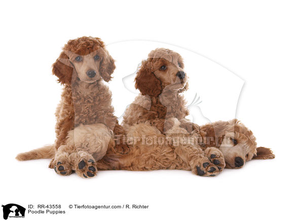 Kleinpudel Welpen / Poodle Puppies / RR-43558