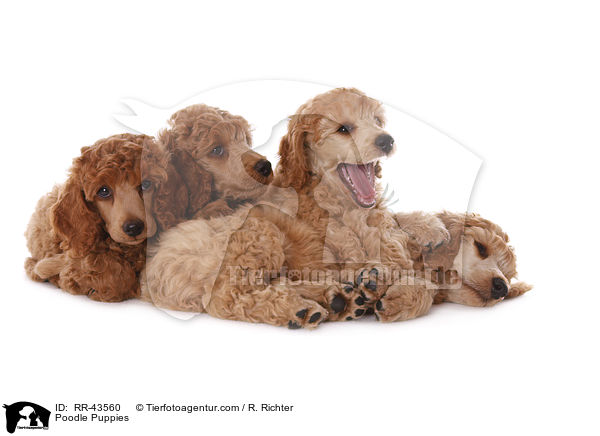 Kleinpudel Welpen / Poodle Puppies / RR-43560