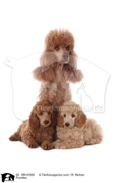 Poodles / RR-43569