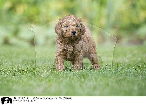 Kleinpudel Welpe / small poodle puppy / NN-02184