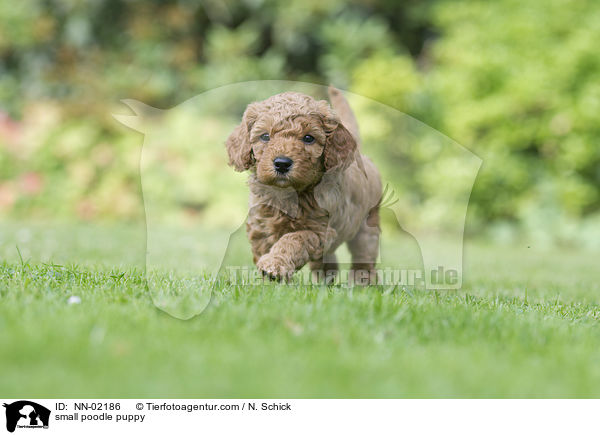 Kleinpudel Welpe / small poodle puppy / NN-02186