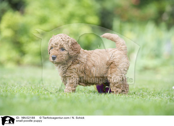 Kleinpudel Welpe / small poodle puppy / NN-02188