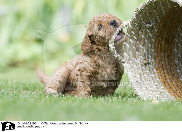 Kleinpudel Welpe / small poodle puppy / NN-02190