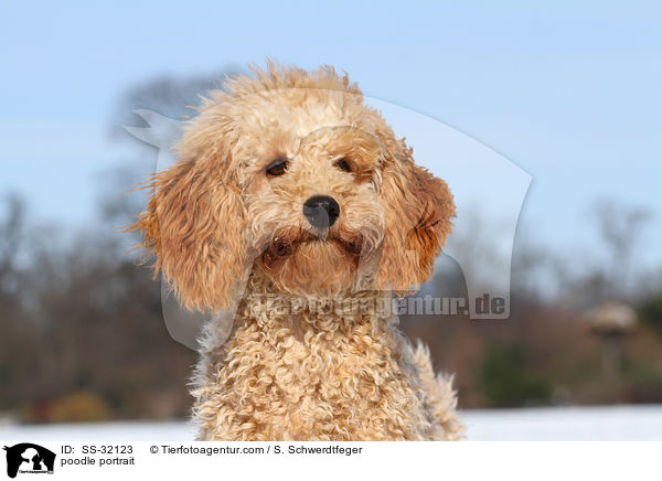 Kleinpudel Portrait / poodle portrait / SS-32123