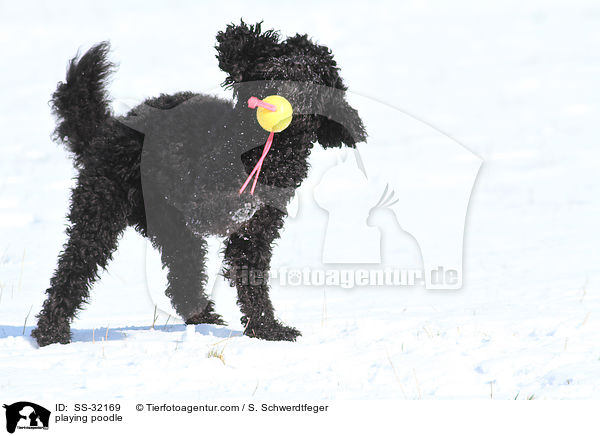 spielender Kleinpudel / playing poodle / SS-32169