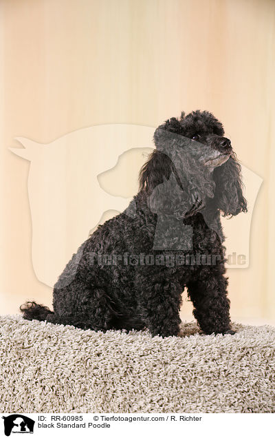 black Standard Poodle / RR-60985