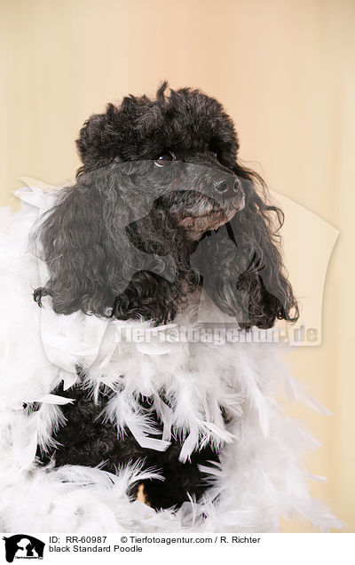 black Standard Poodle / RR-60987