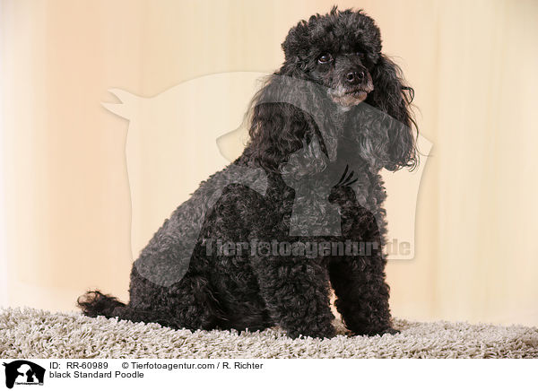 black Standard Poodle / RR-60989