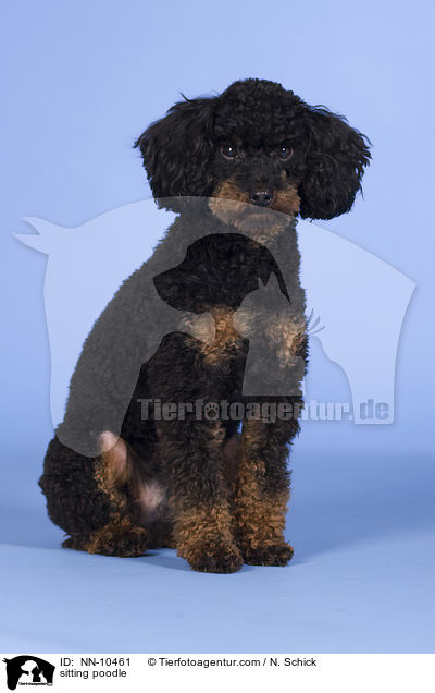 sitting poodle / NN-10461