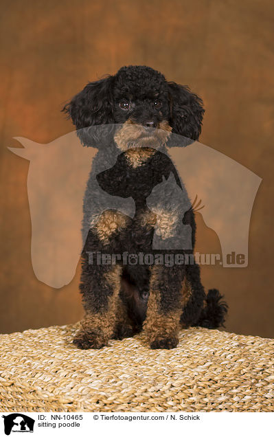 sitzender Kleinpudel / sitting poodle / NN-10465