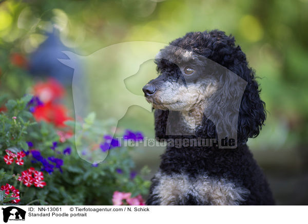 Standard Poodle portrait / NN-13061