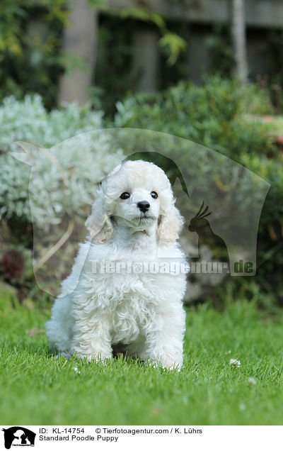 Standard Poodle Puppy / KL-14754