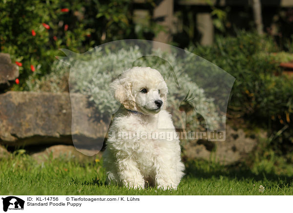 Standard Poodle Puppy / KL-14756