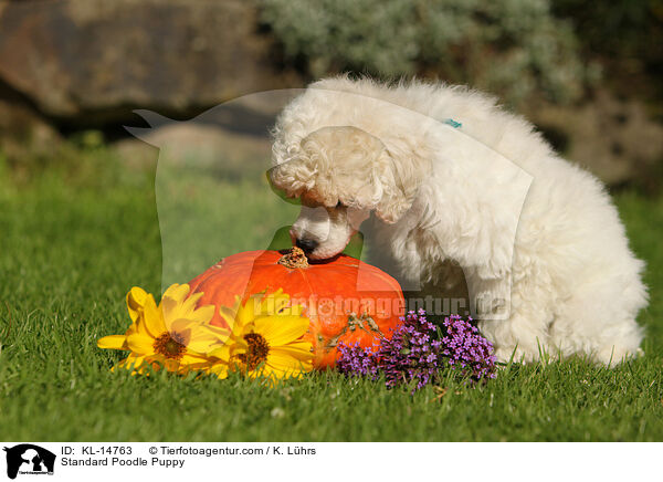 Standard Poodle Puppy / KL-14763