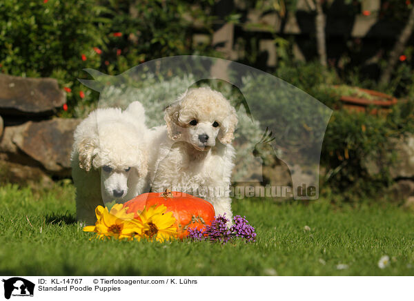 Kleinpudel Welpen / Standard Poodle Puppies / KL-14767