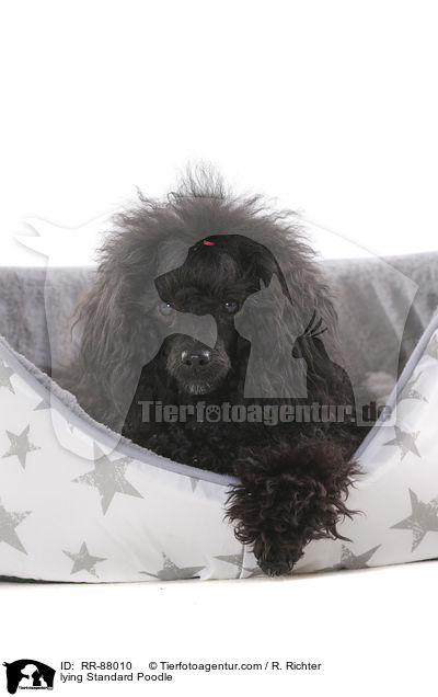 liegender Kleinpudel / lying Standard Poodle / RR-88010