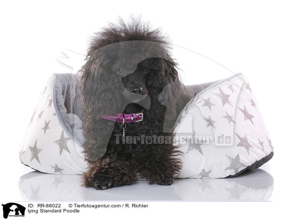 liegender Kleinpudel / lying Standard Poodle / RR-88022