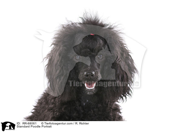 Kleinpudel Portrait / Standard Poodle Portrait / RR-88061