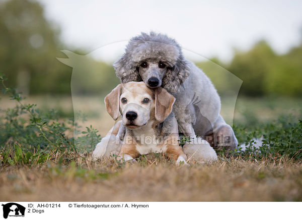 2 Dogs / AH-01214