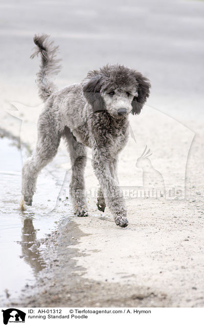 rennender Kleinpudel / running Standard Poodle / AH-01312