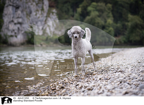 stehender Kleinpudel / standing Standard Poodle / AH-01350