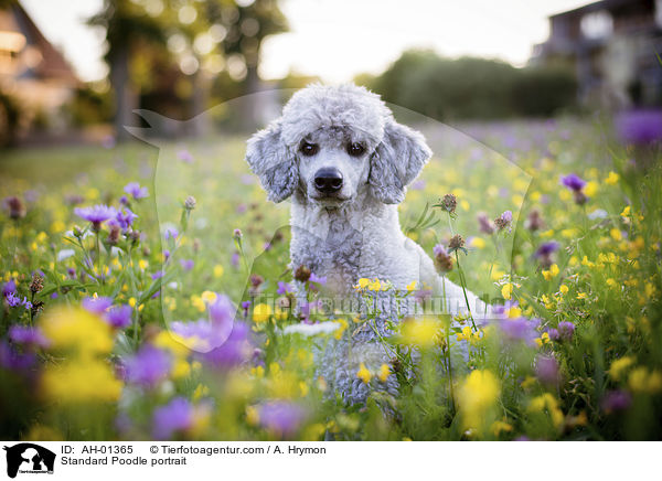 Kleinpudel Portrait / Standard Poodle portrait / AH-01365