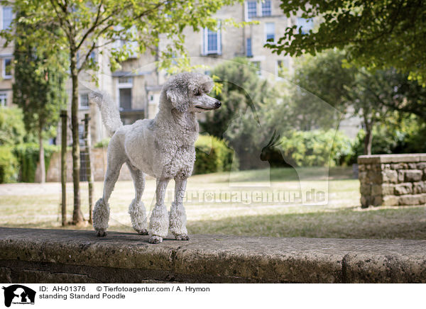 standing Standard Poodle / AH-01376