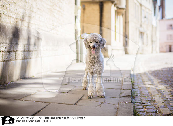 standing Standard Poodle / AH-01381