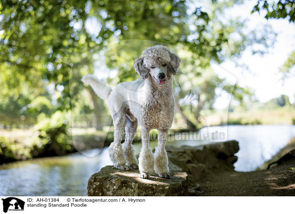 standing Standard Poodle / AH-01384