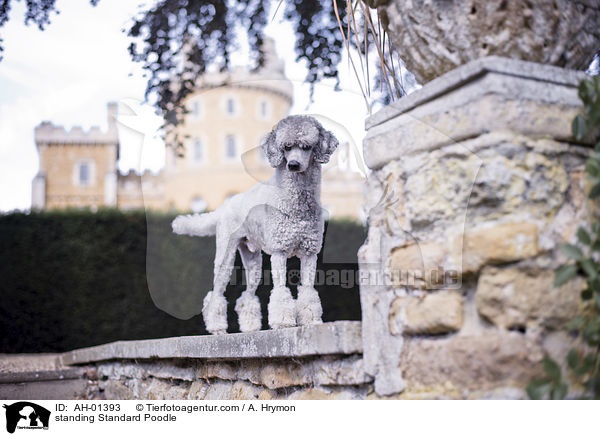 stehender Kleinpudel / standing Standard Poodle / AH-01393