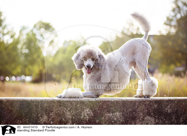 stehender Kleinpudel / standing Standard Poodle / AH-01410