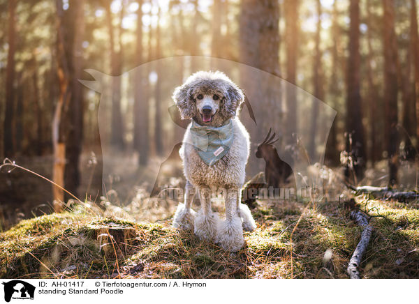 stehender Kleinpudel / standing Standard Poodle / AH-01417