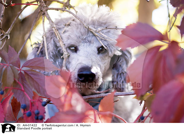 Kleinpudel Portrait / Standard Poodle portrait / AH-01422