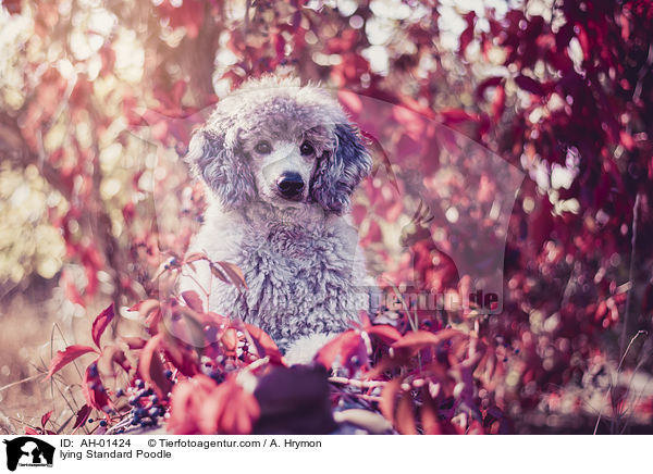 liegender Kleinpudel / lying Standard Poodle / AH-01424