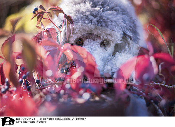 liegender Kleinpudel / lying Standard Poodle / AH-01425