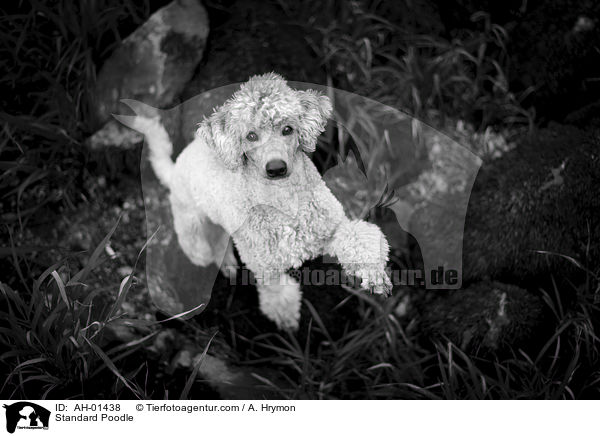 Standard Poodle / AH-01438