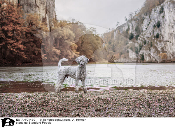 standing Standard Poodle / AH-01439