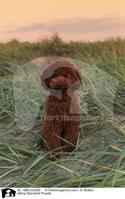 sitzender Kleinpudel / sitting Standard Poodle / HBO-03299