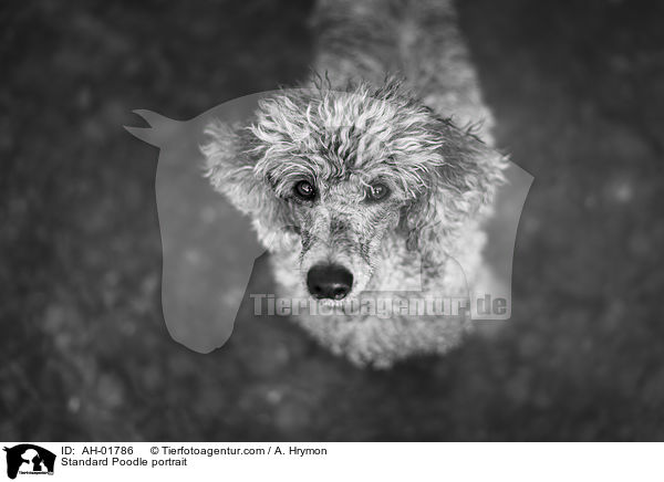 Kleinpudel Portrait / Standard Poodle portrait / AH-01786