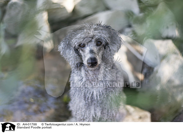 Kleinpudel Portrait / Standard Poodle portrait / AH-01788