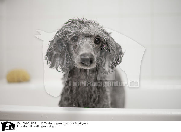 Kleinpudel bei der Fellpflege / Standard Poodle grooming / AH-01807