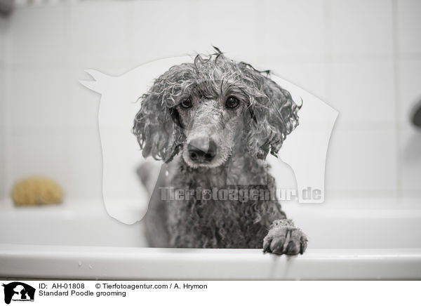 Kleinpudel bei der Fellpflege / Standard Poodle grooming / AH-01808