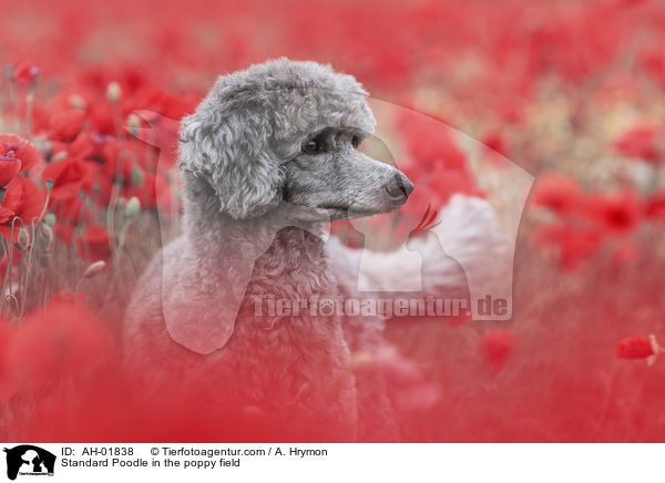 Kleinpudel im Mohnfeld / Standard Poodle in the poppy field / AH-01838