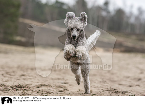 rennender Kleinpudel / running Standard Poodle / AH-01975