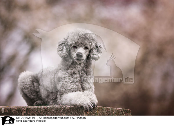 lying Standard Poodle / AH-02146