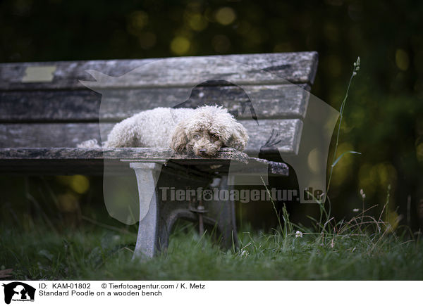 Kleinpudel auf einer Holzbank / Standard Poodle on a wooden bench / KAM-01802