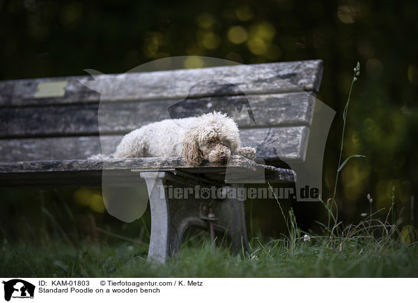 Kleinpudel auf einer Holzbank / Standard Poodle on a wooden bench / KAM-01803