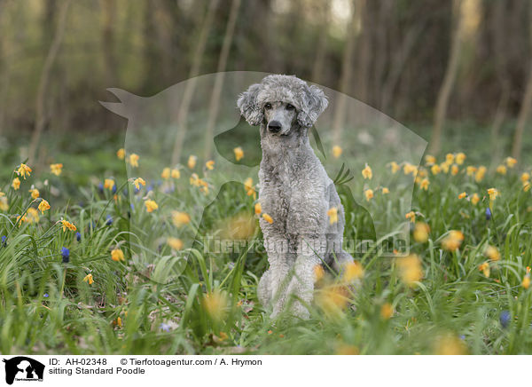 sitzender Kleinpudel / sitting Standard Poodle / AH-02348