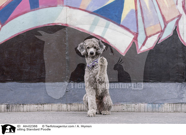 sitzender Kleinpudel / sitting Standard Poodle / AH-02366