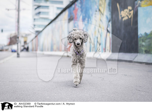 laufender Kleinpudel / walking Standard Poodle / AH-02369